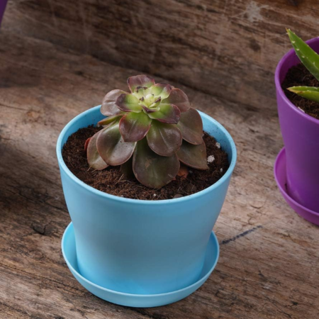 Mini Indoor Seedling Pot Set with Saucers and Decorative Finish