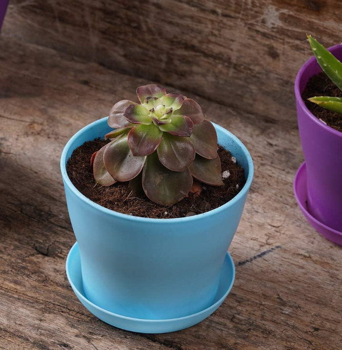 Mini Indoor Seedling Pot Set with Saucers and Decorative Finish